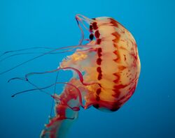 Purple-striped jelly (12118).jpg