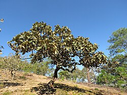 Quercus Jonesii.jpg