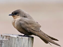 A square-tailed brown swallow