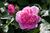 Rose, Mary Rose - Flickr - nekonomania (2).jpg