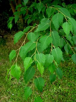 SHHG Betula grossa foliage.jpg