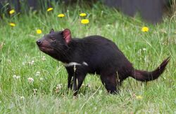 Sarcophilus harrisii taranna.jpg