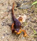 Sierra Newt, Taricha sierrae (8614529800).jpg