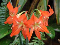 Starr 080327-3845 Hippeastrum striatum.jpg