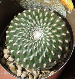 Sulcorebutia areacea-a.jpg