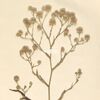 S. graminifolium: Inflorescence from Aster squamatus var. graminifolius herbarium specimen L3030201. Collected in Ypacaray, Paraguay, 1 April 1913 by E. Hassler and stored at the Naturalis Biodiversity Center.