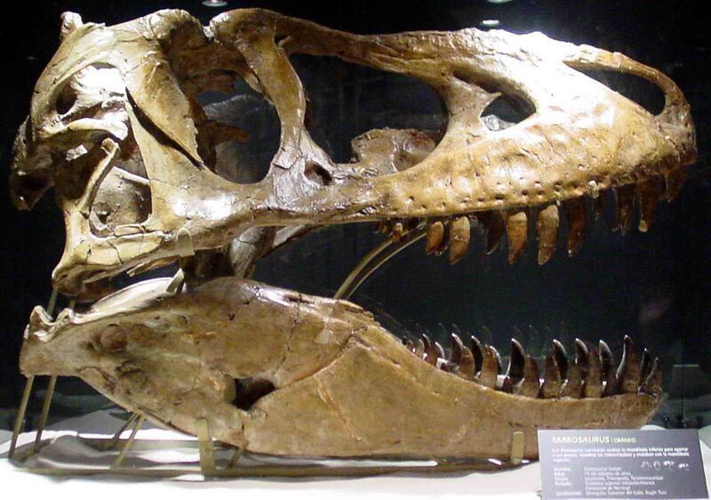 File:Tarbosaurus MPC-D 100 60 skull (3).jpg