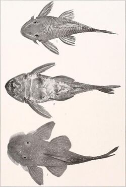 The freshwater fishes of British Guiana, including a study of the ecological grouping of species and the relation of the fauna of the plateau to that of the lowlands (1912) (14790749363).jpg