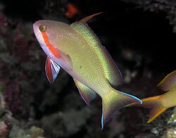 Threadfin anthias male.jpg