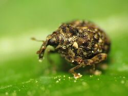 Tiny Weevil - Flickr - treegrow (5).jpg