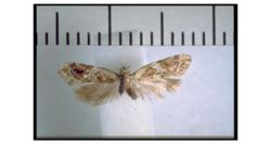 Trachypepla roseata holotype.png