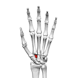 Trapezoid bone (left hand) 01 palmar view.png