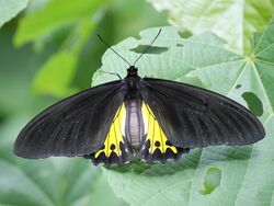 Troides helena - upperside.JPG