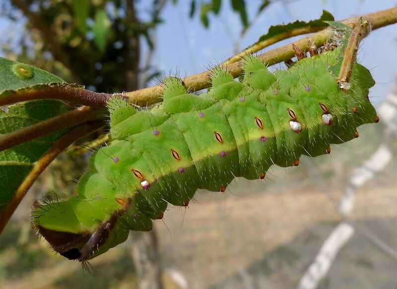 File:Tussar Silk Moth Caterpillar - Antheraea mylitta (8240520369).jpg