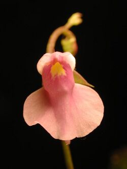 Utricularia calycifida - front.jpg