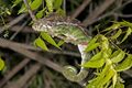 Warty chameleon (Furcifer verrucosus) male Arboretum d'Antsokay.jpg