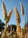 Wheat (Triticum aestivum L.) at Alnarp 1.jpg