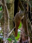 Xiphorhynchus spixii - Spix's Woocreeper; Parauapebas, Para, Brazil.jpg