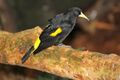 Yellow-rumped cacique 10.jpg