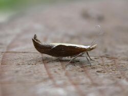 Ypsolopha dentella.jpg