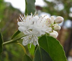 灰木 Symplocos myrtacea -荷蘭園藝展 Venlo Floriade, Holland- (9229896054).jpg