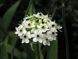 虎眼萬年青 Ornithogalum saundersiae -台北花博 Taipei Flora Expo- (9240259688).jpg