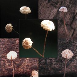 2011-11-01 Marasmius bulliardii Quél 179006.jpg