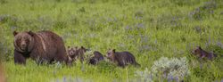 399 with 4 cubs June 2020 near Signal Mountain Lodge.jpg