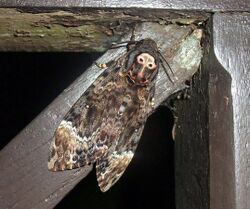 Acherontia lachesis Java.jpg