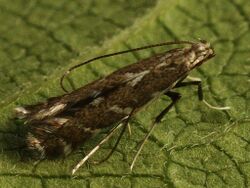 Acrocercops brongniardella - Leaf blotch miner moth - Широкоминирующая моль дубовая (27111239188).jpg