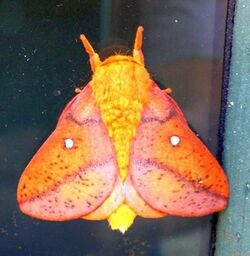 Adult-anisota-senatoria-moth.jpg