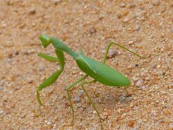 African Green Mantis (Sphodromantis gastrica) (14051620003).jpg