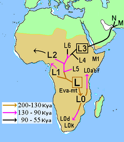 African Mitochondrial descent.PNG