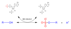 Alcohol sulfotransferase.svg