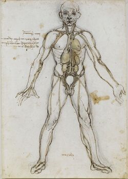 Anatomical Male Figure Showing Heart, Lungs, and Main Arteries.jpg