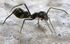 Ant Mimic Spider Myrmarachne.jpg