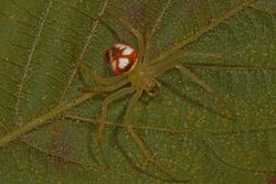 Araneus guttulatus, Julie Metz Wetlands, Woodbridge, Virginia.jpg