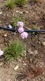 Armeria welwitschii.jpg