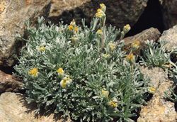 Artemisia umbelliformis.jpg