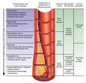 Atherosclerosis timeline - endothelial dysfunction.svg