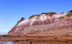 Bald Hill Claystone - Long Reef NSW Australia.JPG