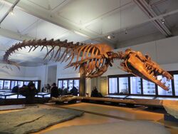 Basilosaurus isis fossil, Nantes History Museum 03.jpg