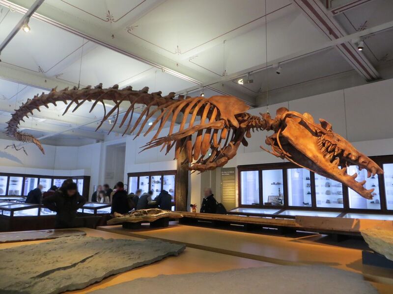 File:Basilosaurus isis fossil, Nantes History Museum 03.jpg