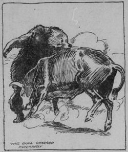 Bear and Bull Fight Illustration from The San Francisco Call, 1911.jpg