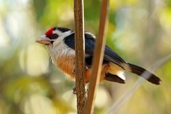 Black-backed Barbet, Sakania, DRC (7187413808).jpg