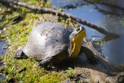 Blanding's turtle (Emydoidea blandingii) (17812011862).jpg