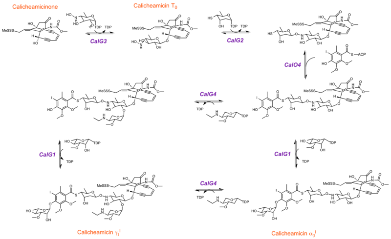 File:Calicheamicin pathway.png