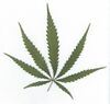 Cannabis sativa leaf.jpg