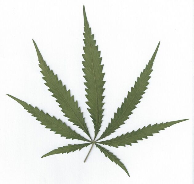 File:Cannabis sativa leaf.jpg