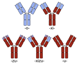 File:Chimeric and humanized antibodies.svg